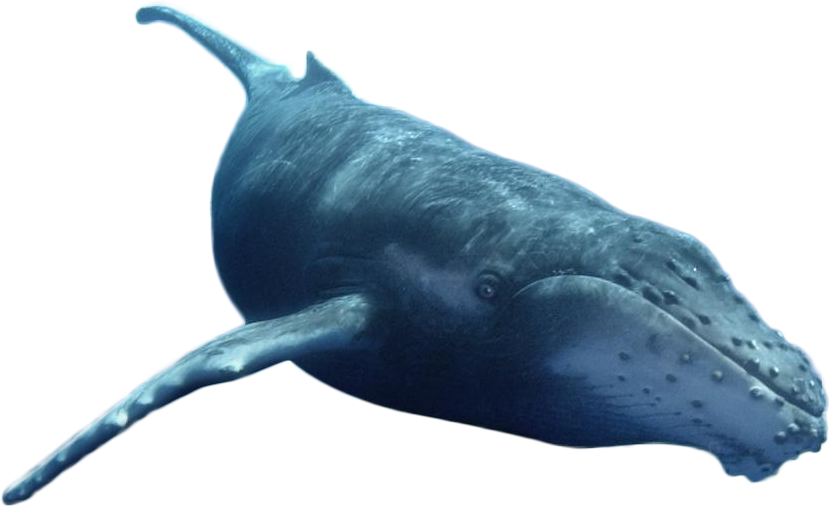 calf